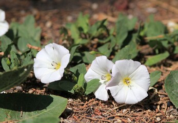 White flowers of Convolvulus arvensis in the Park