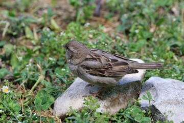 Passer domesticus Sparrow in the Park
