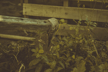 gardening tool on some small plants