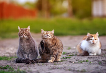 different cats sit on the path in the garden on a spring Sunny day and wash