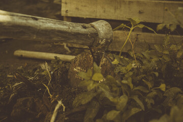 gardening tool on some small plants