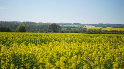 Fototapeta premium yellow canola (also rapeseed) field in northern Germany