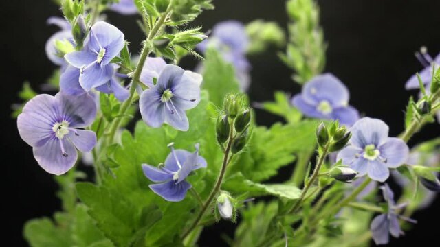 bouqet of small blue flowers raise up leaves, flowers blooming, blossoming, spring time lapse, extreme close up Veronica chamaedrys