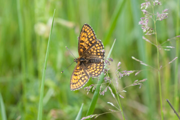 Selective focus shot of a butterfly on a plant in the garden