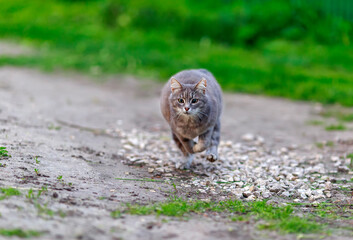 striped cat runs rapidly along the road in the garden on a spring Sunny day