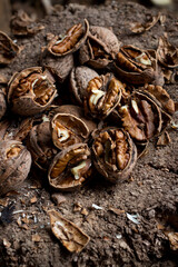 Crushed pile of walnuts on the wooden stump, close up, moody autumn colors and textures