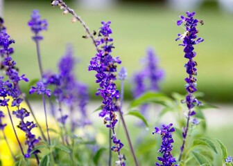 lavender flowers in the garden