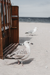 Seagulls walking on the beach - baltic sea