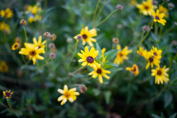 Close up of wild yellow flowers in full bloom on Spring season.
