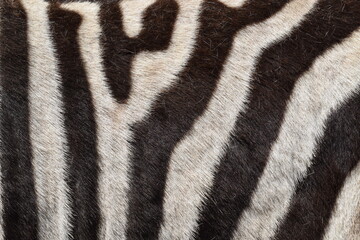 Fototapeta na wymiar Fur of a zebra, zebra stripes, black and white, Animal Park Bretten, Germany