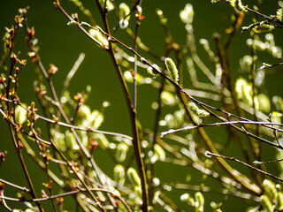 Flowering Willow In Spring