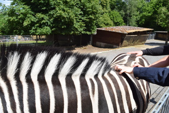 Three hands stroking a zebra back, Animal Park Bretten, Germany