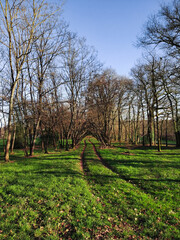 Pathway of tracks through the trees and carpeted grass under a blue cold sky