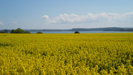 yellow rapeseed (also canola) field with a lake in northern Germany