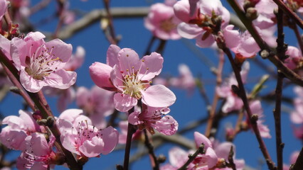 Fototapeta na wymiar Kirschblüten / Cherry Blossom (close up)