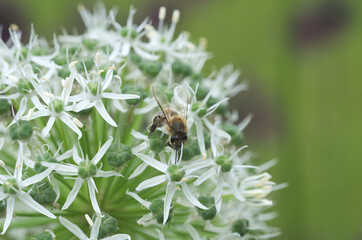 bee on a flower
