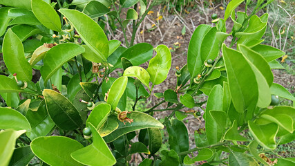한국 제주도 귤나무 귤 열매 맺힘