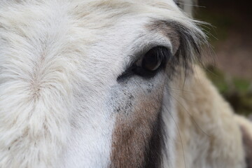 Portrait of a donkey with a lot of fur on its face, Animal Park Bretten, Germany
