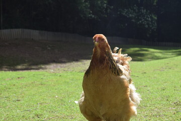 Full body portrait of a brown Brahma chicken whose feathers blow in the wind, Animal Park Bretten,...