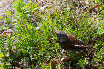 Thrush closeup on grass background