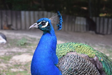 Portrait of a colorful male peacock in the animal park Bretten, Germany