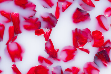 Red rose petals in white water or milk. Aromatherapy with rose petals in bath