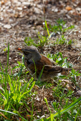 Thrush closeup on grass background