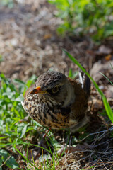 Thrush closeup on grass background