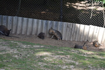 Pampas hare relaxing on a green meadow, Animal Park Bretten, Germany