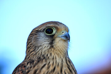 Close-up of a falcon on the lookout for prey.