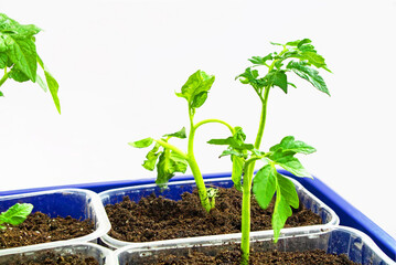 View of several seedlings of tomatoes in tray for sprout in greenhouse. White background. Isolated