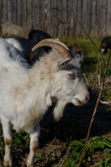 White goat closeup on a light blurry background