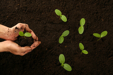 development concept. human hands holding sprouted plant over the soil top view