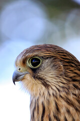 Close-up of a falcon on the lookout for prey.