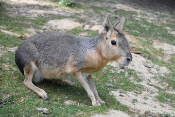 Naklejka na ściany i meble Pampas hare running around on a green meadow, Animal Park Bretten, Germany