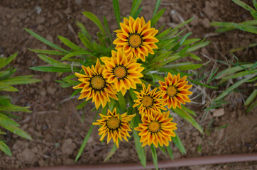yellow flower in the garden