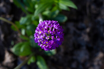 Purple summer flowers close-up on a background of green leaves