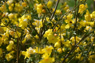 A bush of yellow flowers on the Citadel Mountain, Amman, Jordan
