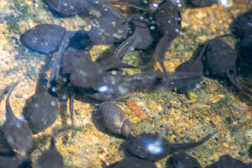 Tadpoles in the canal