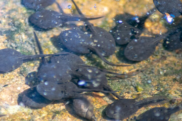 Tadpoles in the canal