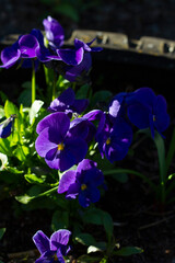 Beautiful blue viola flowers closeup lit by the sun