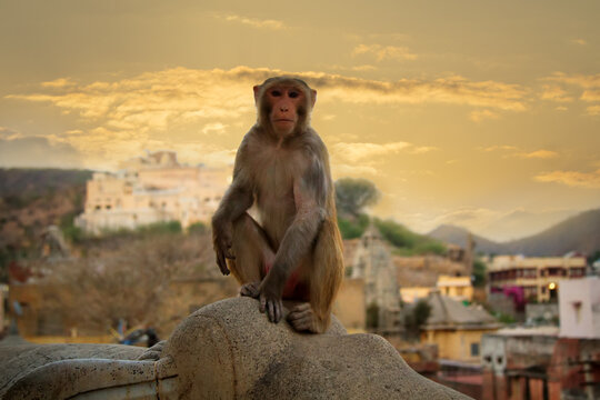 Life of Indian monkeys.