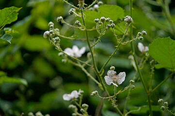White blackberry flowers on a green background
