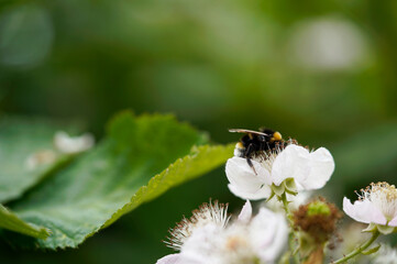 Bee on a blackberry flower, blurred green background