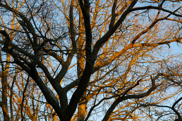 Trunks and branches of trees without leaves closeup lit by the sun on a highly blurred background