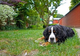 Bernese Mountain Dog lying on the grass in the back yard 