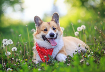 cute funny Corgi dog puppy lies on a blooming meadow with white fluffy dandelions with their tongues hanging out
