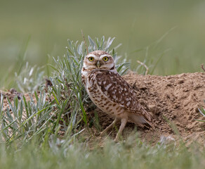 Burrowing Owl keeping watch by its nest burrow.