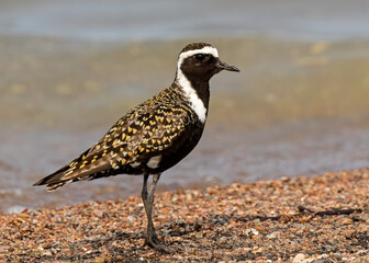 American Golden-Plover in summer plumage