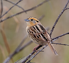 LeConte's Sparrow perching
